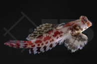 m10626_Roter-Spinnenfisch_Synchiropus-marmoratus_01