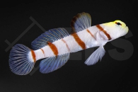 m10627_Stonogobiops-dracula_Dracula-Waechtergrundel_01