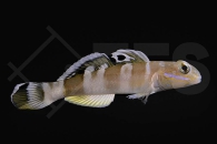 m10630_Valenciennea-wardii_Breitband-Schlaefergrundel_01