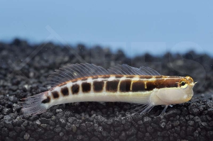 m10634_Gestreifter-Schleimfisch_Ecsenius-lineatus_00