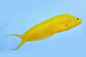 m10636_Canary-Blenny_Meiacanthus-oualaensis_00