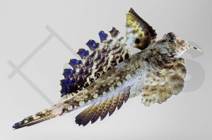 m10637_dactylopus-dactylopus_fingerleierfisch_01