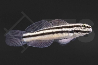 m10639_Amblygobius-linki_Links-Baggergrundel_01