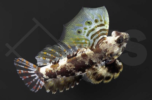 m10642_Synchiropus-ocellatus_Augenfleck-Mandarinfisch_01