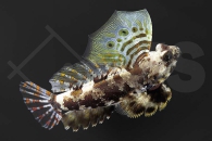 m10642_Synchiropus-ocellatus_Augenfleck-Mandarinfisch_01