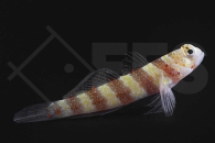 m10647_Amblyeleotris-wheeleri_Wheelers-Partnergrundel_01