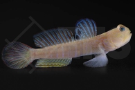 m10651_Cryptocentrus-cyanotaenia_Lagunen-Waechtergrundel_01