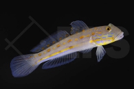 m10654_Valenciennea-puellaris_Maiden-Schlaefergrundel_02