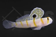 m10656_Amblyeleotris-randalli_Randalls-Partnergrundel_01