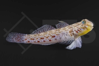 m10658_Istigobius-ornatus_Schmuckgrundel_01