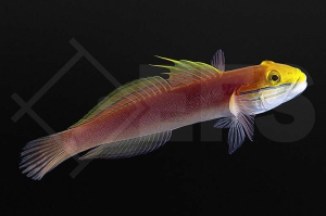 m10666_Valenciennea bella_Bella Schlaefergrundel_198