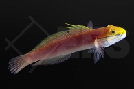 m10666_Valenciennea bella_Bella Schlaefergrundel_198