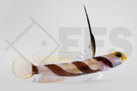 m10668_Stonogobiops-nematodes_Lanzen-Symbiosegrundel_01