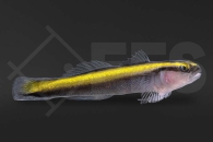 m10670_Elacatinus-figaro_Gelbe-Neonputzergrundel_01