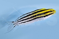 m10671_Zebra-Schleimfisch_Meiacanthus-grammistes_00