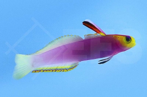 m10687_Nemateleotris-helfrichi_Helfrichs-Schwertgrundel_00