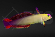 m10688_Nemateleotris-exquisita_Pfeilgrundel_01