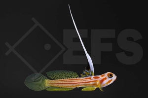 m10692_Stonogobiops-yasha_Yasha-Grundel_01