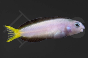 m10695_Meiacanthus-mossambicus_Afrikanischer-Leierschwanz-Schleimfisch_01