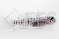 m10698_Elacatinus-macrodon_Tigergrundel_01