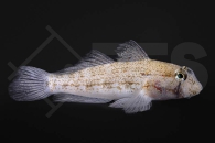 m10710_Gnatholepis-thompsoni_Goldpunktgrundel_01