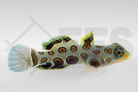 m10716_Synchiropus-picturatus_LSD-Leierfisch_male_NZ_01