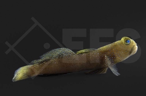 m10719_Cryptocentrus-fasciatus_Blaupunkt-Waechtergrundel_01