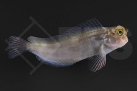 m10723_Ophioblennius-macclurei_Rotlippen-Blenny_01