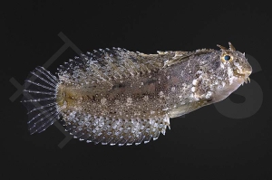 m10727_Petroscirtes-mitratus_Kamm-Saebelzahnschleimfisch_01