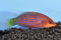 m10806_Sechsstreifen-Lippfisch_Pseudocheilinus-hexataenia_00