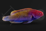 m10809_Blauschuppen-Zwerglippfisch_Cirrhilabrus-cyanopleura_01