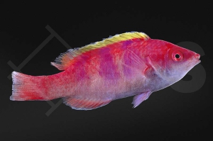 m10811_Gelbruecken-Zwerglippfisch_Cirrhilabrus-flavidorsalis_01