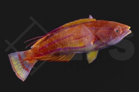 m10815_Paracheilinus-carpenteri_Carpenters-Zwerglippfisch_02