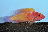 m10817_Rosaschuppen-Zwerglippfisch_Cirrhilabrus-rubrisquamis_00