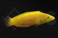 m10819_Halichoeres-chrysus_Kanarien-Lippfisch_adult_01