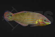 m10820_Halichoeres-melanurus_Regenbogenlippfisch_01