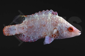 m10821_Cheilinus-oxycephalus_Spitzkopf-Prachtlippfisch_01