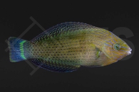 m10824_Halichoeres-marginatus_Prachtregenbogenlippfisch_01