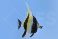 m10214_Zanclus-cornutus_Halfterfisch_00
