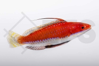 m10828_cirrhilabrus_rubriventralis_geselliger_zwerglippfisch_01