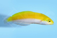 m10829_Indischer-Kanarien-Lippfisch_Halichoeres-leucoxanthus_00