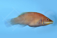 m10836_Steifen-Zwerglippfisch_Pseudocheilinus-evanidus_00