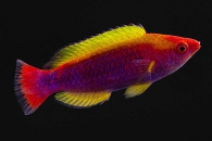 m10837_Cirrhilabrus-lubbocki_Lubbocks-zwerglippfisch_01