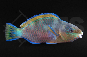m10845_Scarus-quoyi_Regenbogen-Papageifisch_01