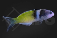 m10847_Thalassoma-bifasciatum_Blaukopf-Junker_01