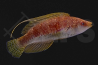 m10849_Cirrhilabrus-filamentosus_Wimpel-Zwerglippfisch_01