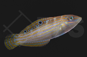 m10853_Halichoeres-cosmetus_Schmuck-Junker_02