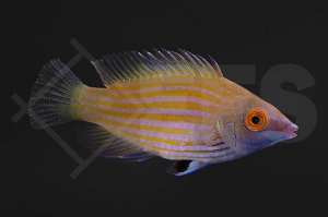 m10856_Pseudocheilinops-ataenia_Rosa-gestreifter-Zwerglippfisch_01