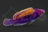 m10857_Cirrhilabrus-aurantidorsalis_Orangeruecken-Zwerglippfisch_02