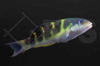 m10859_thalassoma_jansenii_jansens_lippfisch_01